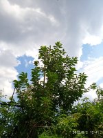 IMG-20190802-WA0027.jpg