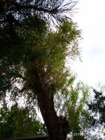 IMG-20190802-WA0020.jpg