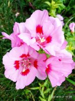 IMG-20190802-WA0113.jpg