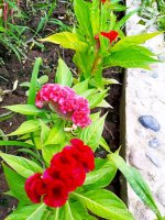 IMG-20190802-WA0111.jpg