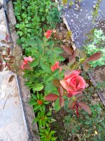 IMG-20190802-WA0108.jpg