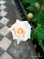 IMG-20190802-WA0107.jpg
