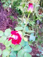 IMG-20190802-WA0106.jpg