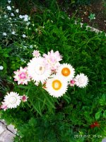 IMG-20190802-WA0105.jpg