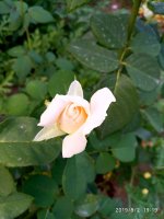 IMG-20190802-WA0109.jpg