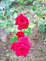IMG-20190802-WA0104.jpg