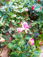 IMG-20190802-WA0103.jpg