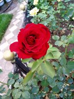IMG-20190802-WA0101.jpg