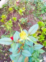 IMG-20190802-WA0100.jpg