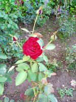 IMG-20190802-WA0098.jpg