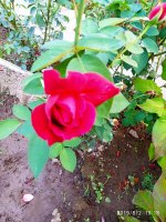 IMG-20190802-WA0095.jpg