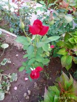 IMG-20190802-WA0093.jpg