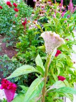 IMG-20190802-WA0092.jpg