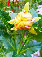 IMG-20190802-WA0091.jpg
