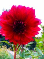 IMG-20190802-WA0090.jpg