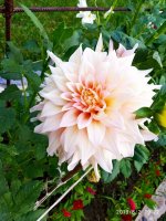 IMG-20190802-WA0089.jpg