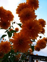 IMG-20190802-WA0123.jpg
