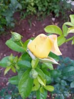 IMG-20190802-WA0117.jpg