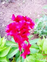 IMG-20190802-WA0120.jpg