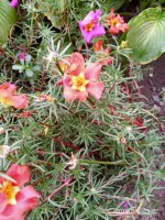 IMG-20190802-WA0060.jpg