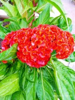 IMG-20190802-WA0128.jpg