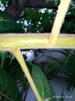 IMG-20190802-WA0137.jpg