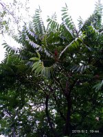 IMG-20190802-WA0131.jpg