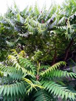 IMG-20190802-WA0133.jpg