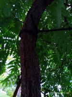 IMG-20190802-WA0134.jpg