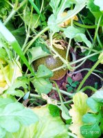 IMG-20190802-WA0136.jpg