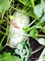 IMG-20190802-WA0130.jpg