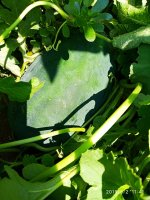 IMG-20190803-WA0005.jpg