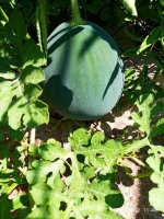 IMG-20190803-WA0004.jpg
