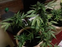 мазар перед харвом.jpg