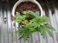 Сияние 21.07.jpg