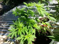 сияние 3.08.jpg