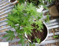 Сияние 4.08.jpg