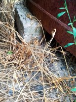 IMG-20190805-WA0002.jpg