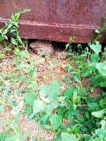 IMG-20190805-WA0000.jpg