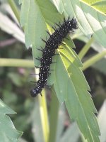 20190805_085816.jpg