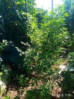 IMG-20190805-WA0012.jpg