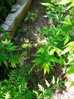 IMG-20190805-WA0010.jpg