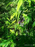 IMG-20190805-WA0009.jpg