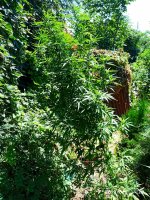 IMG-20190806-WA0012.jpg