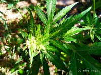 IMG-20190806-WA0011.jpg