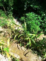 IMG-20190806-WA0010.jpg