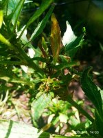 IMG-20190806-WA0016.jpg