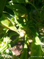 IMG-20190806-WA0018.jpg