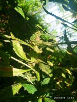 IMG-20190806-WA0017.jpg