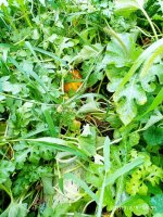 IMG-20190808-WA0014.jpg